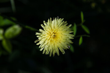 Fleurs et nature française