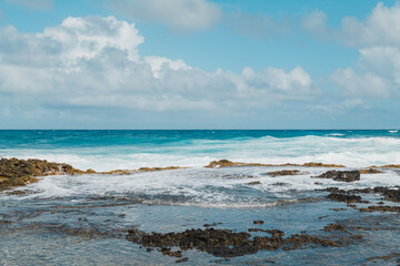 Fototapeta premium Formerly known as Sargassum echinocarpum, Sargassum aquifolium is an abundant brown algae of the order Fucales, class Phaeophyceae, genus Sargassum. limu kala. Intertidal zone on Oahu, Hawaii
