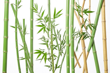 Lush Green Bamboo Shoots on White Background