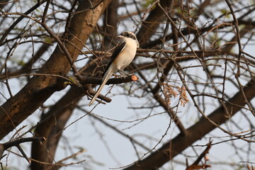 A long tailed shrike is seen perched on a tree