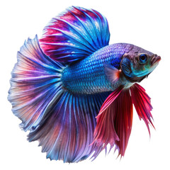 Fototapeta premium Isolated colorful beta fish on transparent background