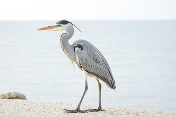 Grey Heron Standing on a Beach