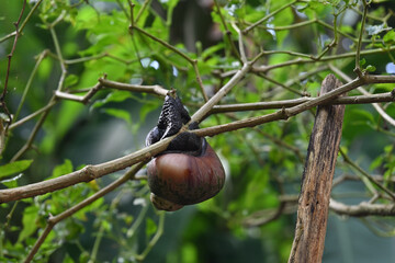 Underside view of a giant land snail that is clinging to a chili plant stem by its muscular foot