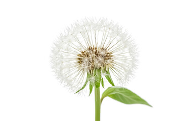 Closeup of a Dandelion Seed Head with White Parachutes