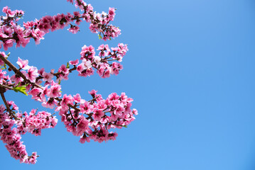 Blooming cherry blossoms flowers on cherry tree in spring.