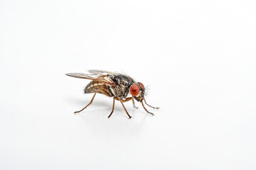 Fototapeta premium Close Up Of A Fly On A White Background