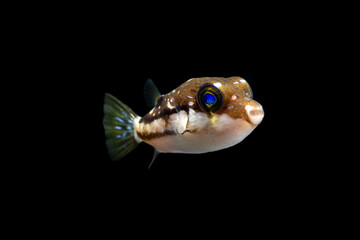 Brown lined puffer (Canthigaster rivulata) juvenile © UMI-OBOE
