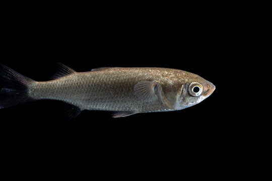 Flathead grey mullet (Mugil cephalus) juvenile