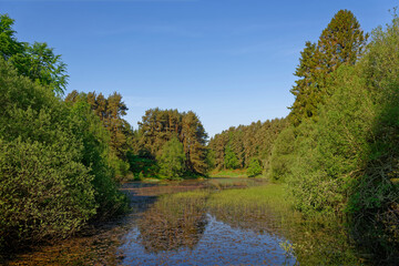 Loch at Auchnacree near to Glen Ogil in the Angus Glens, with the water choked by Lilies, reeds and water weeds under a clear Blue Sky.