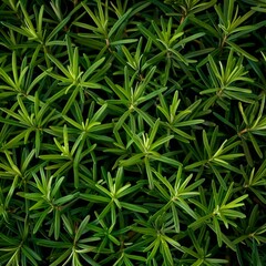 Fresh rosemary twig texture background, green rosemary sprig pattern, seasoning twigs banner