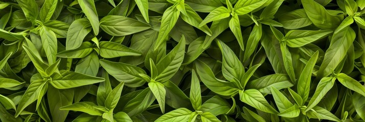 Many fresh lemon verbena leaves texture background, fragrant spices pattern, Aloysia citrodora