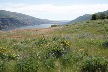 Wide and high angle view on the Columbia river gorge valley from the Rowena ctrest viewpoint in...