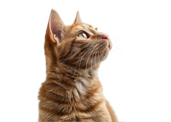 Curious Ginger Cat Looking Up