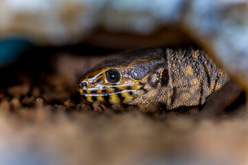 イボヨルトカゲ