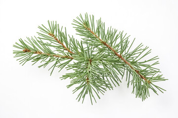 Fototapeta premium Pine Tree Branch Isolated on White Background