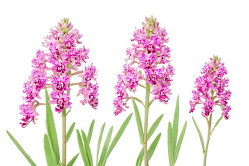 Pink orchid flowers isolated on white background