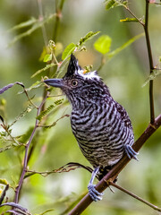 Barred Antshrike - Thamnophilus doliatus in Costa Rica