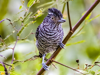 Barred Antshrike - Thamnophilus doliatus in Costa Rica
