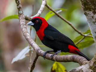 Crimson-collared Tanager - Ramphocelus sanguinolentus in Costa Rica