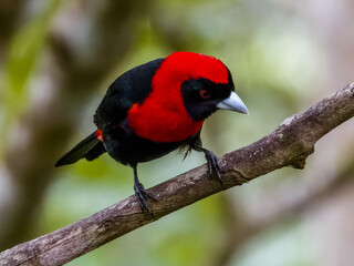 Crimson-collared Tanager - Ramphocelus sanguinolentus in Costa Rica