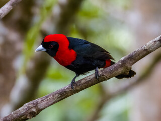 Crimson-collared Tanager - Ramphocelus sanguinolentus in Costa Rica