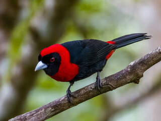 Crimson-collared Tanager - Ramphocelus sanguinolentus in Costa Rica