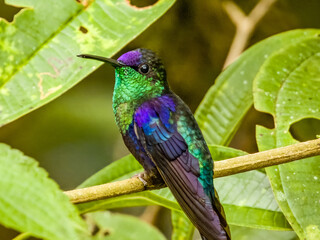 Crowned Woodnymph - Thalurania colombica in Costa Rica