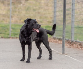 Happy black dog having fun in a park