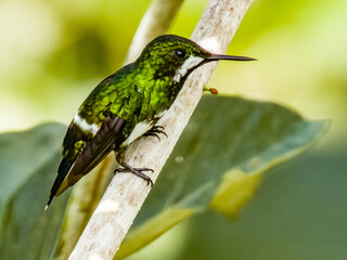 Green Thorntail - Discosura conversii in Costa Rica