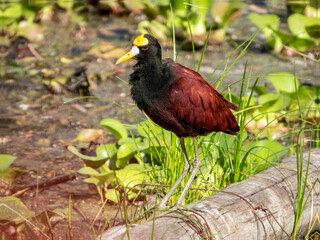 Northern Jacana - Jacana spinosa in Costa Rica