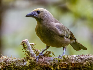Palm Tanager - Thraupis palmarum in Costa Rica