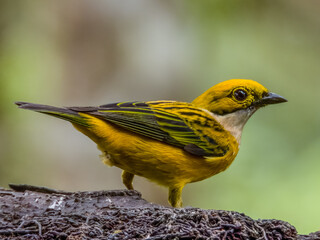 Silver-throated Tanager - Tangara icterocephala in Costa Rica