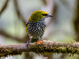 Speckled Tanager - Ixothraupis guttata in Costa Rica