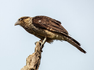 Yellow-headed Caracara - Daptrius chimachima in Costa Rica