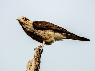 Yellow-headed Caracara - Daptrius chimachima in Costa Rica