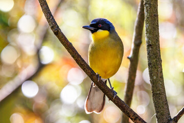 A blue-crowned laughingthrush, Garrulax courtoisi, perched on a tree with soft sunlight bokeh...