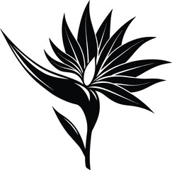 Bird of paradise flower Silhouette Vector illustration