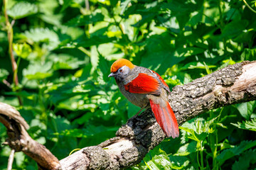 Red-tailed laughingthrush, trochalopteron milnei, perched in a tree. This colourful species of passerine can be found in China, Laos, Myanmar, Thailand, and Vietnam