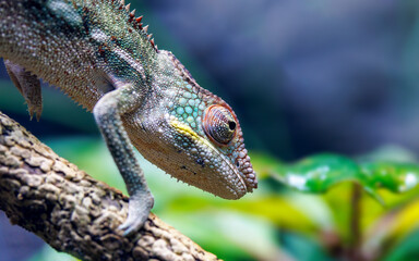 A panther chameleon, Furcifer pardalis, a colourful lizard endemic to eastern and northern parts of Madagascar.