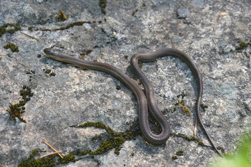 Closeup on a Northwestern Gartersnake, Thamnophis ordinoides, on the bark of a tree