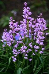 Obraz premium Beautiful spring flowers in Victoria, BC, Canada