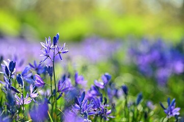 Beautiful spring flowers in Victoria, BC, Canada