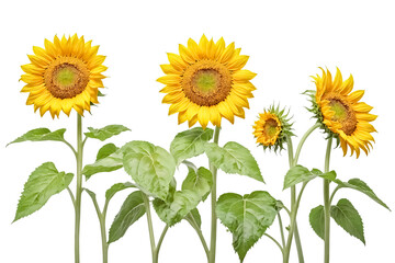 Fototapeta premium Four Sunflowers on White Background
