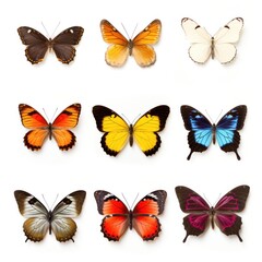 Collection of colorful butterflies with various patterns. on a white background