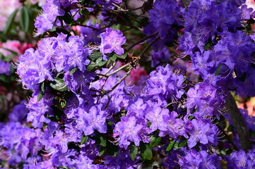 Beautiful spring flowers in Victoria, BC, Canada