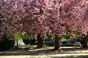 Beautiful spring flowers in Canada