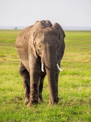 Kenia - safari © Pawel Kaczmarski