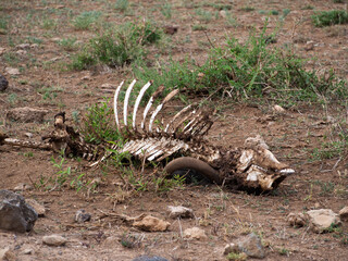 Kenia - safari © Pawel Kaczmarski