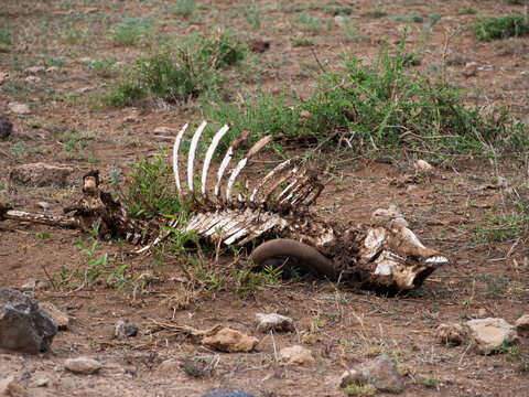 Fototapeta Kenia - safari