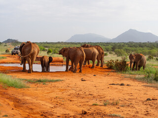 Kenia - safari © Pawel Kaczmarski